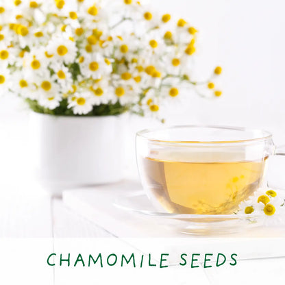 For The Best Mum - Grown Your Own Tea Kit