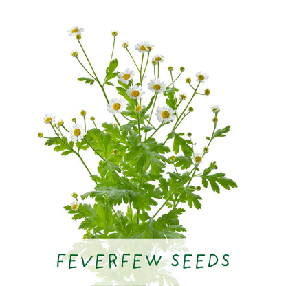 For The Best Mum - Grown Your Own Tea Kit