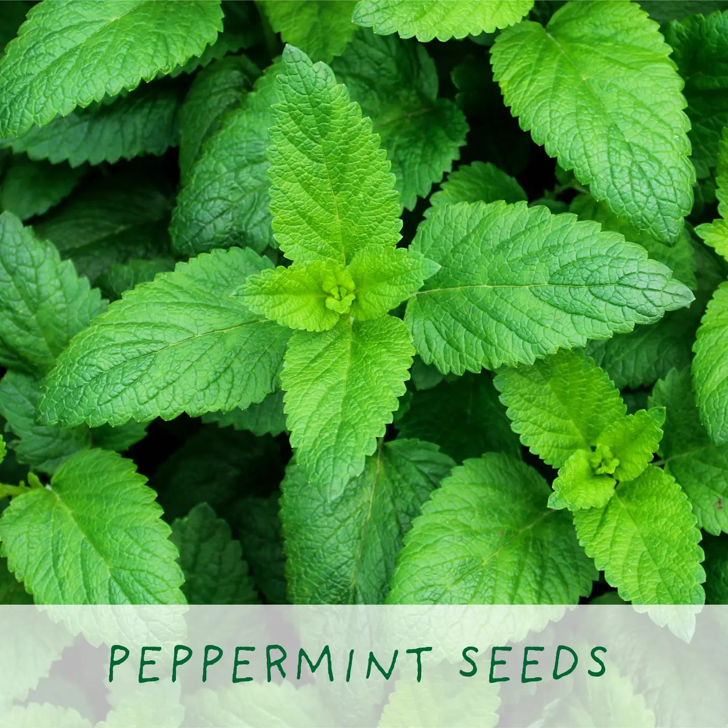 For The Best Mum - Grown Your Own Tea Kit